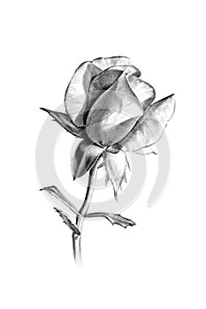 Long stem rose pencil sketch for valentines day or more