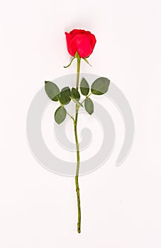 Long stem rose on white