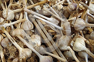Long stem rustic garlic bulbs