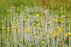 Long stemmed African wildflowers