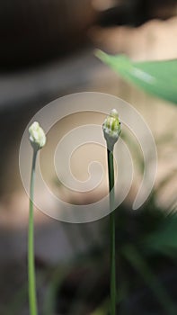 Long stemmed flower buds