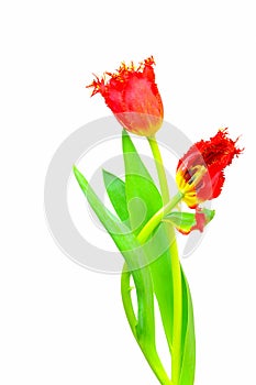Long stemmed and lace fringed red tulips against white background