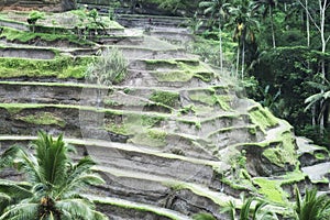 The long-stemmed padi Bali indigenous Bali rice is grown here on steep terraces, Bali, Indonesia
