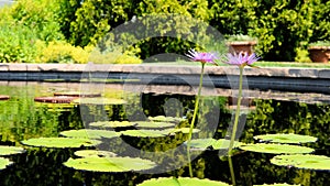 Long-stemmed pink star water lilies