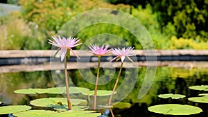 Long-stemmed pink star water lilies