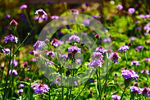 Long stemmed purple flowers in an open field with lush green leaves