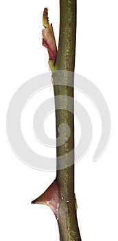 Long-stemmed rose thorn