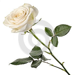 Long-stemmed white rose isolated on white background