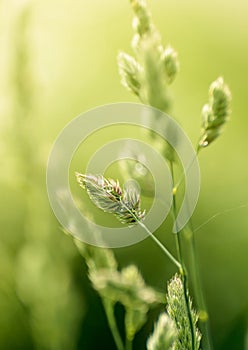 Long stems of natural wild grass backlit by hazy warm morning sunlight in field.