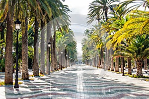 Long stone path surrounded by palm trees on both sides in Hernandez Park of Melilla, Spain