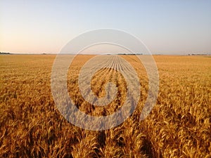 Long straight clean rows of Grain