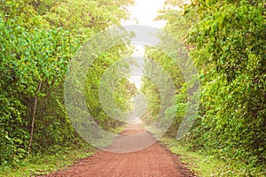 A long straight dirt road in a forest