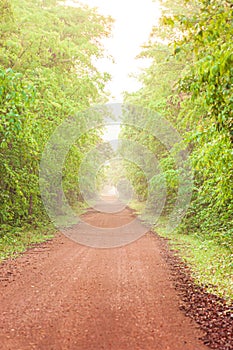 A long straight dirt road in a forest