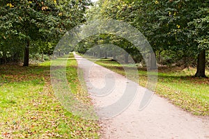 Long straight dirt road of white soil in the middle of forest wi