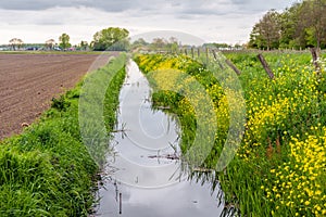 Long straight ditch with yellow flowering rapeseed at the ditch