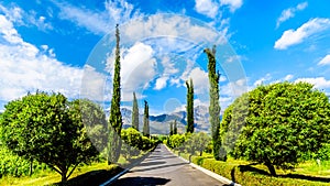 Long Straight Driveway through a Vineyard near Franschhoek in the Western Cape province of South Africa