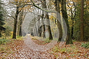 Long straight forest path