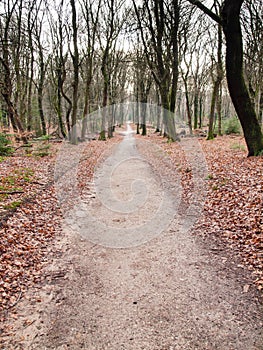 Long straight path through woods