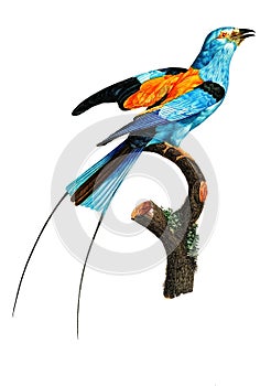 Long-stranded African roller