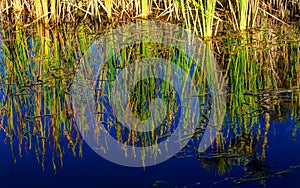 Bulrush plants reflected in a pond