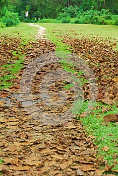 Long stretch of road with dead leaves