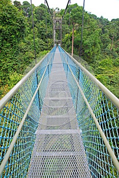 Long stretch of walkway leading into the forest