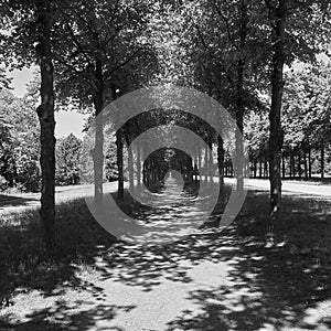 Long strict straight alleys of trees with a gravel path that reaches the vanishing point on the horizon, black and white