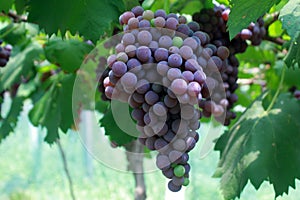 A long string of purple grapes