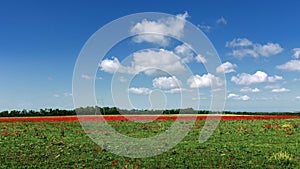 Long strip of red poppies and growing green grass against the blue sky of a picturesque agricultural landscape