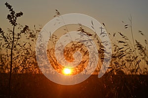 Long summer dry grass against a sunset