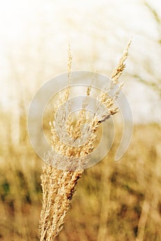 Long summer dry grass. Stalks of dry grass in a field at sunset, back lit grass in a field makes nice background