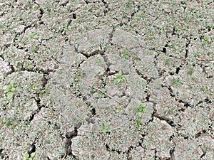 Long summer heat make a dried land