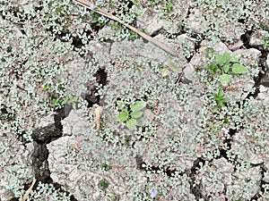 Long summer heat make a dried land