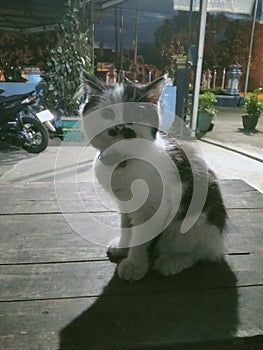 long tail black and white striped cat