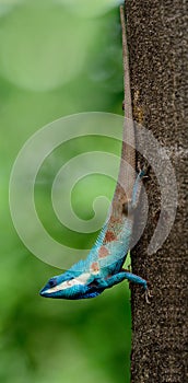 long tail clawling lizard heading downward from tree, Blue-crested or Indo-Chinese Forest Lizard Calotes mystaceus