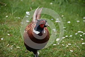 Long Tail Feathers on a Common Pheasant