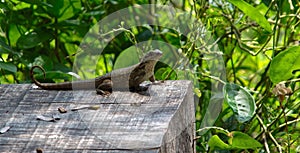 Long tail lizard at Miami Fairchild botanical garden