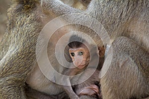 Long Tail Macaque baby sitting safe inbetween two adult apes.