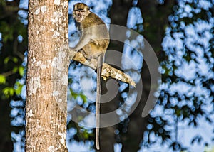 Long-tail Macaque Monkey in the jungle in Borneo