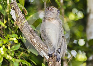 Long-tail Macaque Monkey in the jungle in Borneo