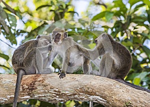 Long-tail Macaque Monkey in the jungle in Borneo