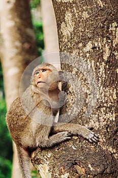 Long tail Macaque Monkey sit on big tree in tropical forest