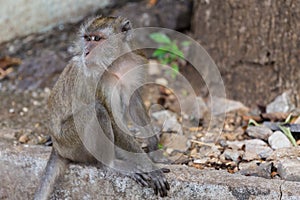 Long tail Macaque Monkey.