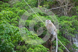 Long tail Macaque Monkey.