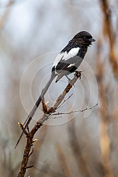The long tail of the Magpie shrike is unmistakable in the Kruger Park