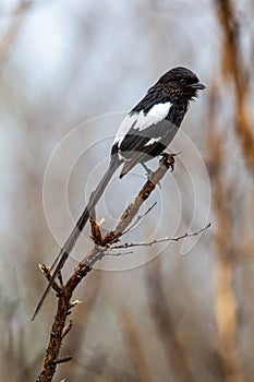 The long tail of the Magpie shrike is unmistakable in the Kruger Park photo