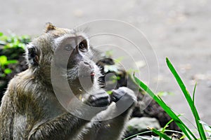 Long tail monkey alone is begging