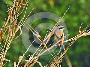 Long Tail shrike - Colorful Bird