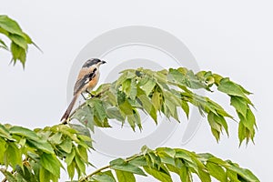 A Long Tail Shrike resting on a tree