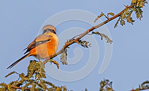 Long tail Shrike on a tree